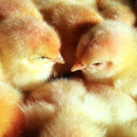 Eintagsküken gelten in der Geflügelwirtschaft als nutzlos