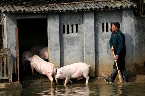 Schweinestall in China
