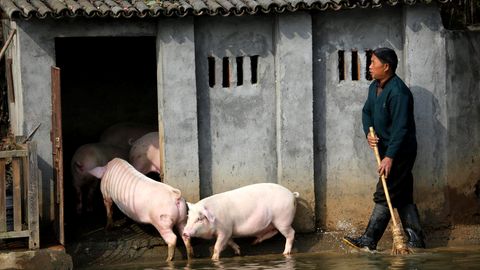 Schweinestall in China