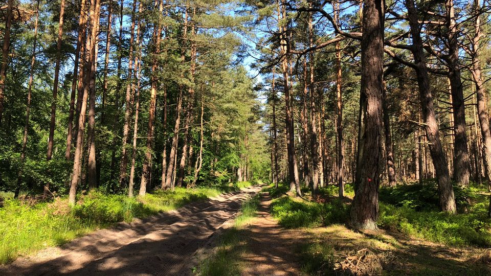 Darß Darß