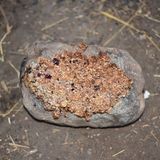 auf Stein gebackene Kekse, ...