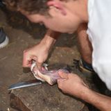 Die Tiere wurden bereits vor dem Survival-Kurs fachmännisch getötet und von einem Veterinär überprüft, müssen aber noch gehäutet und ausgenommen werden, bevor auch sie über dem Feuer landen und schließlich gegessen werden. Der Geschmack erinnert an Huhn - mit einer leichten Note alter Hammel.