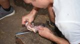 Die Tiere wurden bereits vor dem Survival-Kurs fachmännisch getötet und von einem Veterinär überprüft, müssen aber noch gehäutet und ausgenommen werden, bevor auch sie über dem Feuer landen und schließlich gegessen werden. Der Geschmack erinnert an Huhn - mit einer leichten Note alter Hammel.