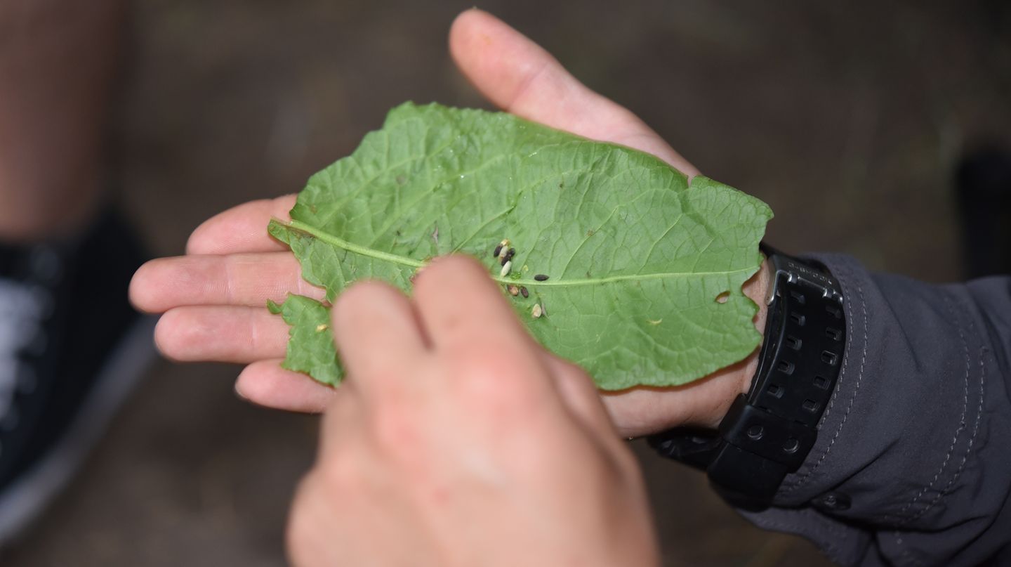 Dazu ein paar herrlich leckere Springkrautsamen ...