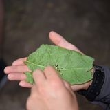 Dazu ein paar herrlich leckere Springkrautsamen ...