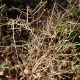 Knoblauchsrauke: Der Samen ist essbar, enthält viel Eiweiß und schmeckt nach Senföl