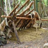 Nein, das sind nicht die Wildschweine von vorhin: Ein Schlafplatz für eine Person mit einfachsten Mitteln aufgebaut