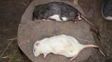 ... und zum Nachtisch Ratten.