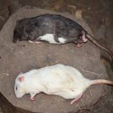 ... und zum Nachtisch Ratten.