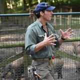 Wie verhalte ich mich, wenn Wildschweine angreifen? So groß wie möglich machen – notfalls mithilfe von Jacke oder Rucksack – und auf die Tiere zutreten.