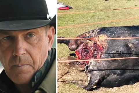 TV-Serie "Yellowstone" : Mit diesen schweren Vorwürfen hat sich ein Whistleblower an die Tierrechtsorganisation PETA gewandt.