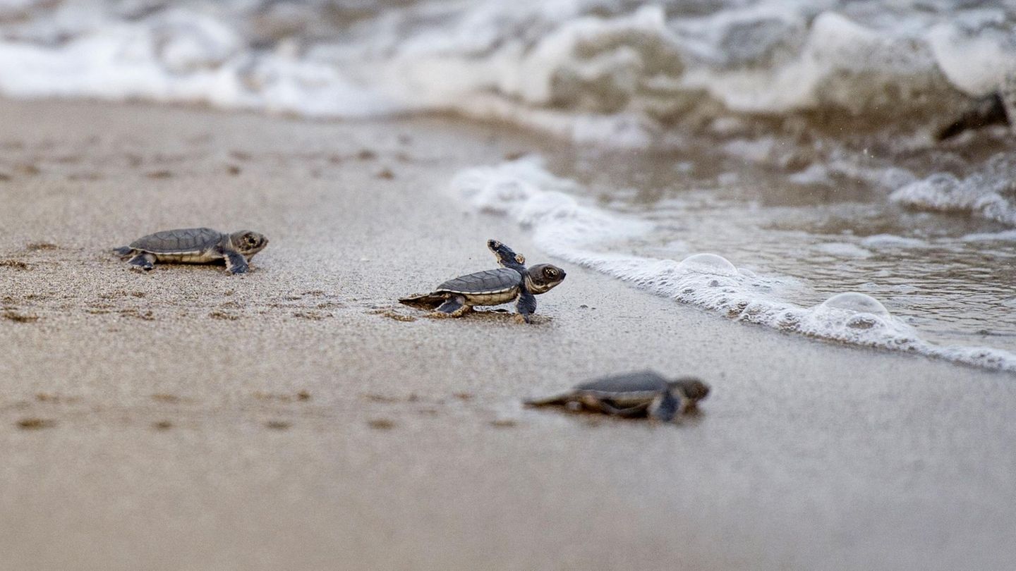Frisch geschlüpfte Schildkröten auf dem Weg ins Meer