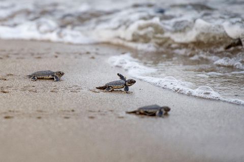 Frisch geschlüpfte Schildkröten auf dem Weg ins Meer