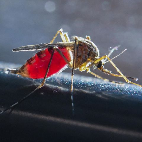 Chikungunya-Virus: Eine Stechmücke saugt Blut aus dem Arm eines Mannes