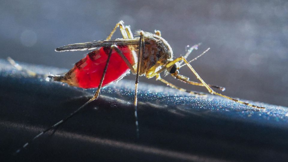 Chikungunya-Virus: Eine Stechmücke saugt Blut aus dem Arm eines Mannes