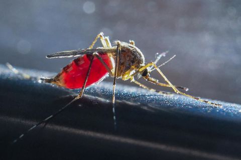 Chikungunya-Virus: Eine Stechmücke saugt Blut aus dem Arm eines Mannes