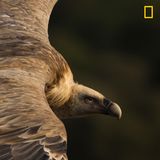 Kategorie Natur, 1. Platz: König der Lüfte  Dieser Gänsegeier schwebt am Himmel im Monfragüe-Nationalpark, der westlich von Madrid liegt.      https://yourshot.nationalgeographic.com/photos/12675415/