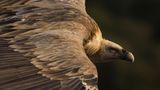 Kategorie Natur, 1. Platz: König der Lüfte  Dieser Gänsegeier schwebt am Himmel im Monfragüe-Nationalpark, der westlich von Madrid liegt.      https://yourshot.nationalgeographic.com/photos/12675415/