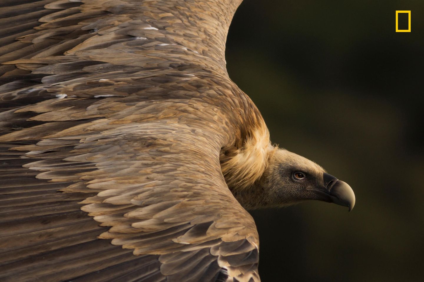 Fotowettbewerb National Geographic 2019: Kategorie Natur, 1. Platz: König der Lüfte Dieser Gänsegeier schwebt am Himmel im Monfragüe-Nationalpark, der westlich von Madrid liegt. https://yourshot.nationalgeographic.com/photos/12675415/ Kategorie Natur, 1. Platz: König der Lüfte Dieser Gänsegeier schwebt am Himmel im Monfragüe-Nationalpark, der westlich von Madrid liegt. https://yourshot.nationalgeographic.com/photos/12675415/