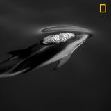 Kategorie Natur, 3. Platz: Schwarzdelfine  Dieses Foto entstand in den Küstengewässern Neuseelands. "Ich wartete am Bug des Bootes, als der Schwarzdelfin fast die Wasseroberfläche durchbrach. Ihre Eleganz und stromlinienförmigen Körper sind auf Schnelligkeit und Wendigkeit ausgelegt", erklärt Fotograf Scott Portelli seine Aufnahme.      https://yourshot.nationalgeographic.com/photos/13704165/