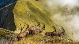 Kategorie Natur, lobende Erwähnung: Könige der Alpen  Jonas Schäfer fotografierte diese Herde von Steinböcken im Berner Oberland auf einem Bergrücken oberhalb des Brienzersee. Es zeigt den natürlichen Lebensraum der Tiere.      https://yourshot.nationalgeographic.com/photos/13653590/