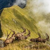 Kategorie Natur, lobende Erwähnung: Könige der Alpen  Jonas Schäfer fotografierte diese Herde von Steinböcken im Berner Oberland auf einem Bergrücken oberhalb des Brienzersee. Es zeigt den natürlichen Lebensraum der Tiere.      https://yourshot.nationalgeographic.com/photos/13653590/