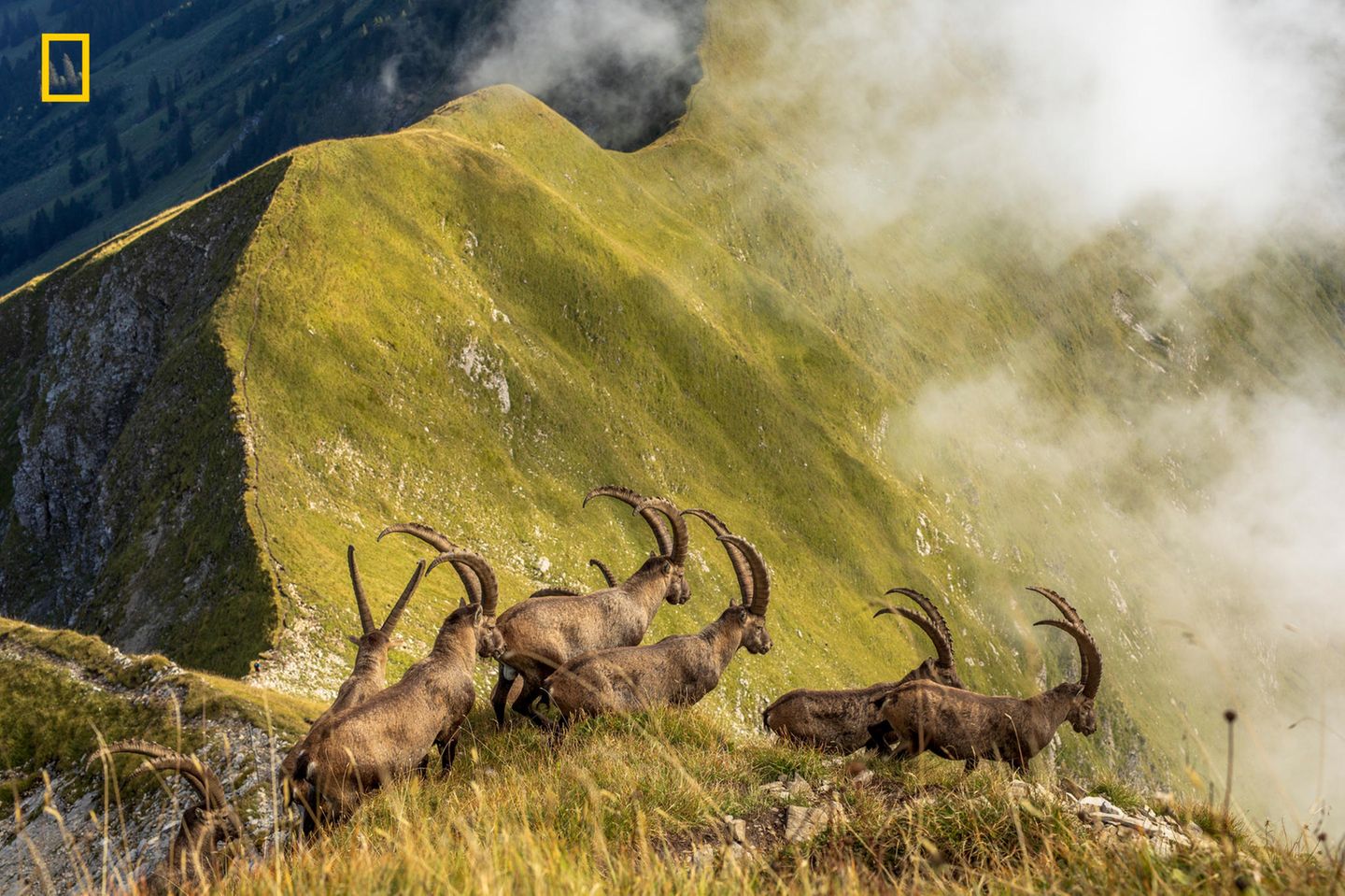 Fotowettbewerb National Geographic 2019: Kategorie Natur, lobende Erwähnung: Könige der Alpen Jonas Schäfer fotografierte diese Herde von Steinböcken im Berner Oberland auf einem Bergrücken oberhalb des Brienzersee. Es zeigt den natürlichen Lebensraum der Tiere. https://yourshot.nationalgeographic.com/photos/13653590/ Kategorie Natur, lobende Erwähnung: Könige der Alpen Jonas Schäfer fotografierte diese Herde von Steinböcken im Berner Oberland auf einem Bergrücken oberhalb des Brienzersee. Es zeigt den natürlichen Lebensraum der Tiere. https://yourshot.nationalgeographic.com/photos/13653590/