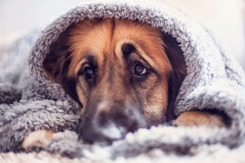 Ein Schäferhund hebt die Augenbrauen und liegt unter einer Decke