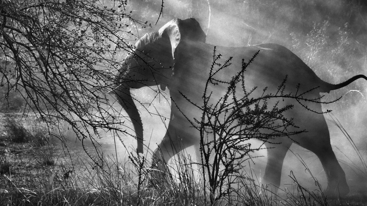 Sebastião Salgado