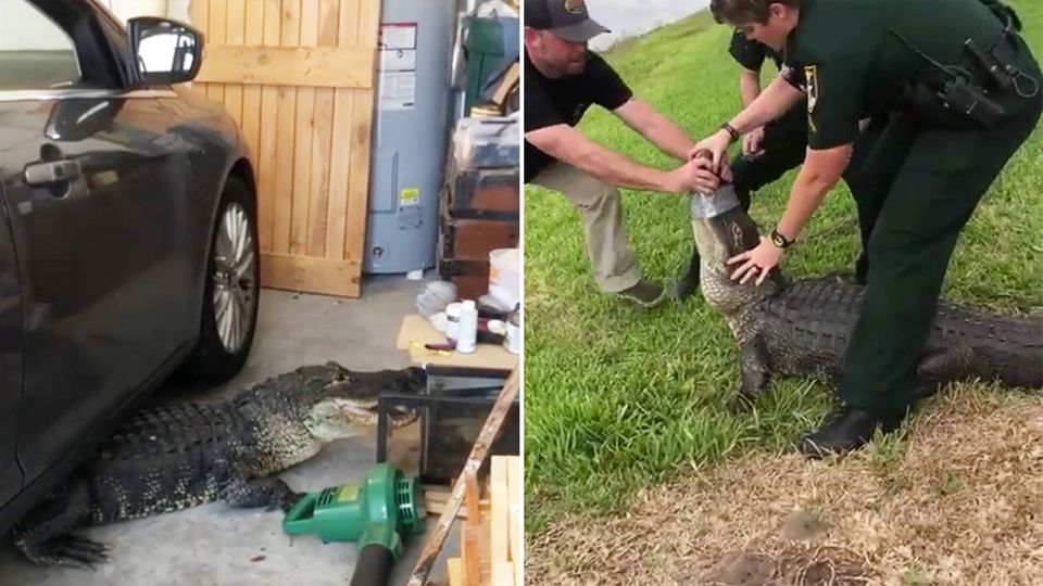 US-Cops wildern Alligator aus US-Cops wildern Alligator aus