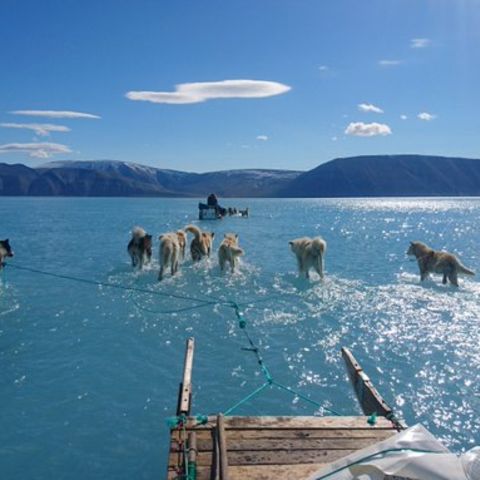 Grönland im Frühling: Schlittenhunde laufen scheinbar über Wasser