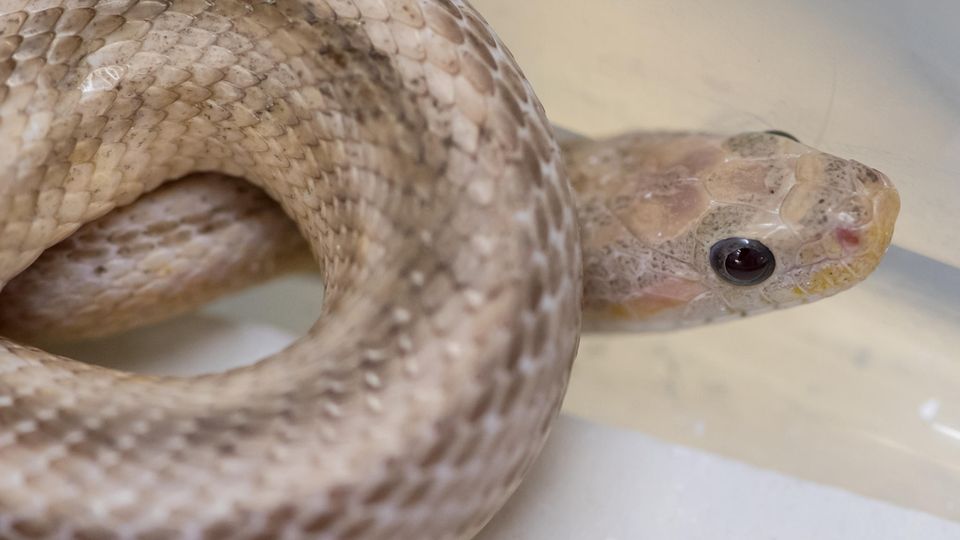 Eine Kornnatter hat sich zusammengerollt Eine Kornnatter hat sich zusammengerollt