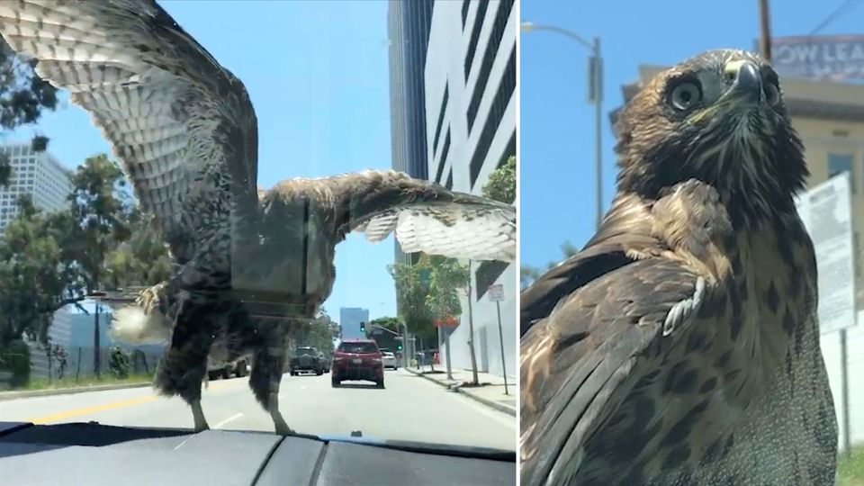 Falke sitzt 15 Minuten auf Motorhaube – und lässt sich durch L.A. chauffieren Falke sitzt 15 Minuten auf Motorhaube – und lässt sich durch L.A. chauffieren.