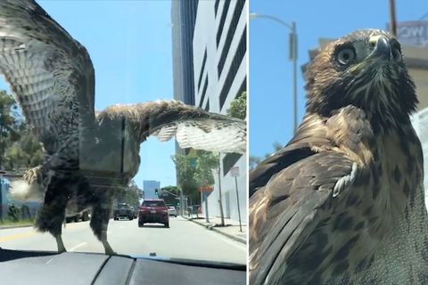 Falke sitzt 15 Minuten auf Motorhaube – und lässt sich durch L.A. chauffieren.