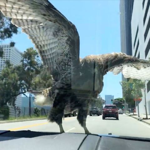Falke sitzt 15 Minuten auf Motorhaube – und lässt sich durch L.A. chauffieren.