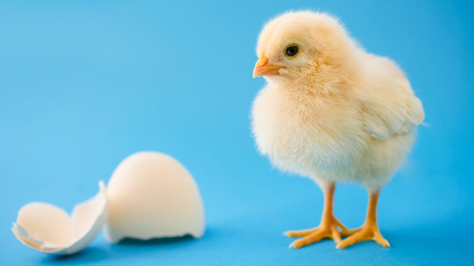 Küken Eier