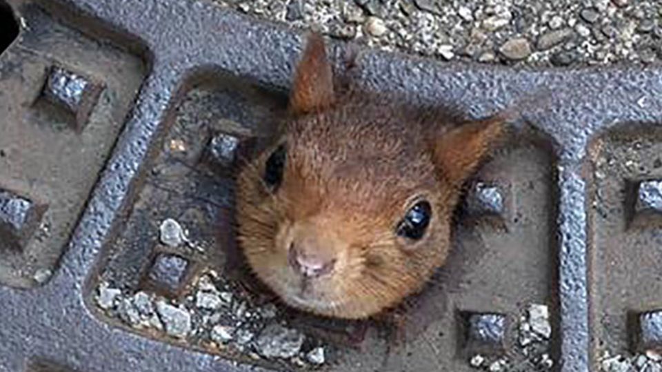 Ein Eichhörnchen klemmt in einem Gullydeckel