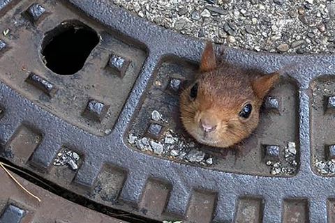 Ein Eichhörnchen klemmt in einem Gullydeckel