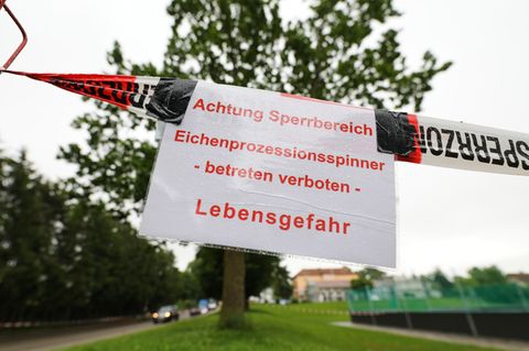 In Rottenacker hat die Feuerwehr mehrere Bäume abgesperrt, weil sie vom Eichenprozessionsspinner befallen sind