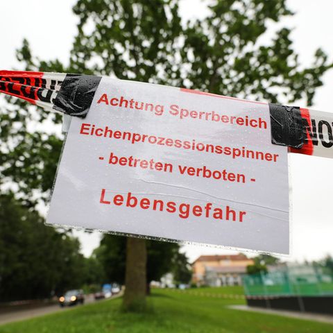 In Rottenacker hat die Feuerwehr mehrere Bäume abgesperrt, weil sie vom Eichenprozessionsspinner befallen sind