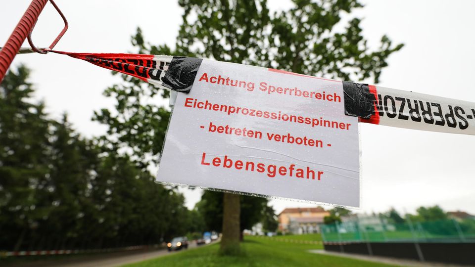 In Rottenacker hat die Feuerwehr mehrere Bäume abgesperrt, weil sie vom Eichenprozessionsspinner befallen sind