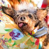 World's Ugliest Dog Contest: Mischling "Scamp the Tramp" sitzt auf dem Arm seiner Besitzerin