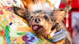 World's Ugliest Dog Contest: Mischling "Scamp the Tramp" sitzt auf dem Arm seiner Besitzerin