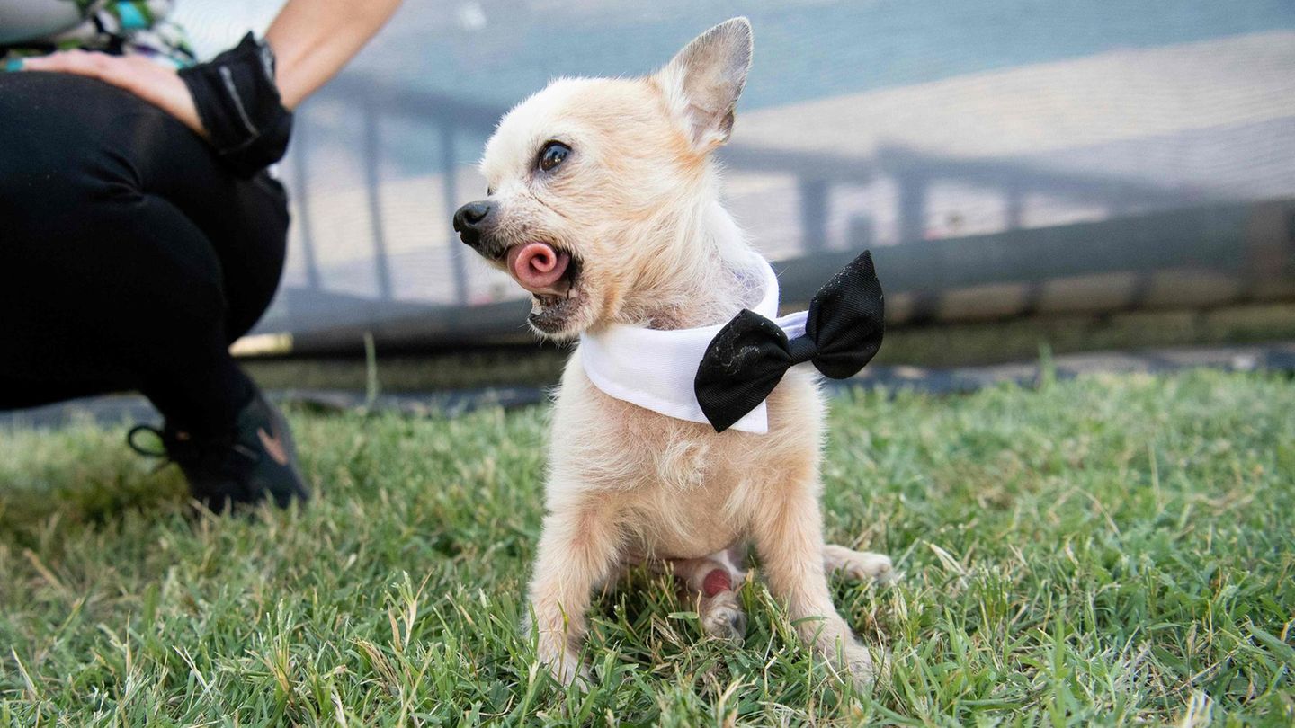World's Ugliest Dog Contest: Chihuahua Fabio rollt seine Zunge