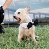World's Ugliest Dog Contest: Chihuahua Fabio rollt seine Zunge