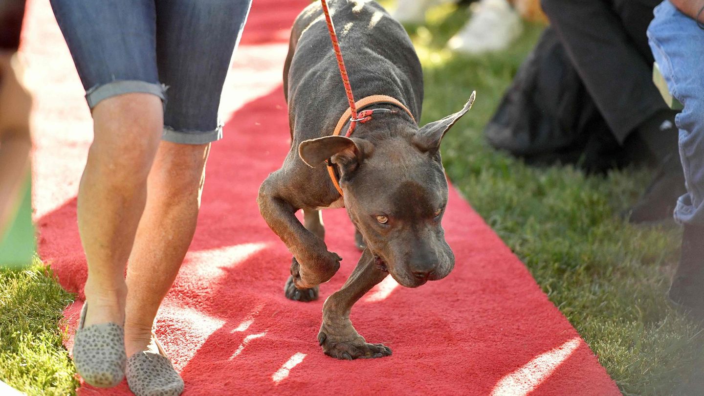 World's Ugliest Dog Contest World's Ugliest Dog Contest: Das Bild zeigt Grendol, einen Pitbull-Mastiff-Mischling mit extra kurzen O-Beinen