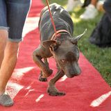 World's Ugliest Dog Contest: Das Bild zeigt Grendol, einen Pitbull-Mastiff-Mischling mit extra kurzen O-Beinen