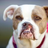 World's Ugliest Dog Contest: Hund Puka fehlt ein Teil seiner Schnauze