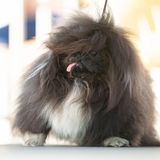 World's Ugliest Dog Contest: Hund Wild Thang mit üppiger Haarpracht