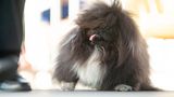 World's Ugliest Dog Contest: Hund Wild Thang mit üppiger Haarpracht